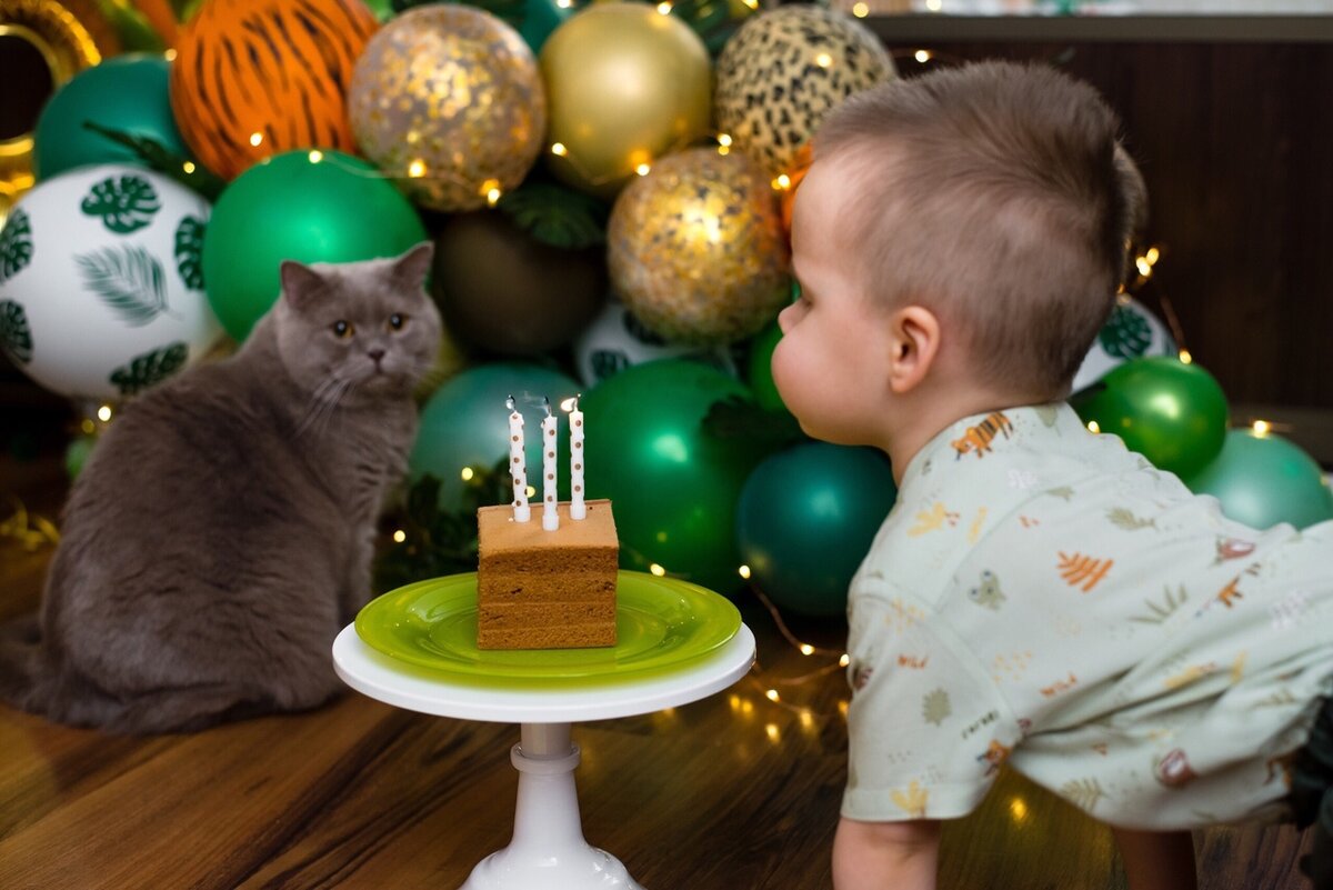 на фото британский кот Семен из питомника House Arletta British. Владелец и фотограф Семенченко Анастасия.