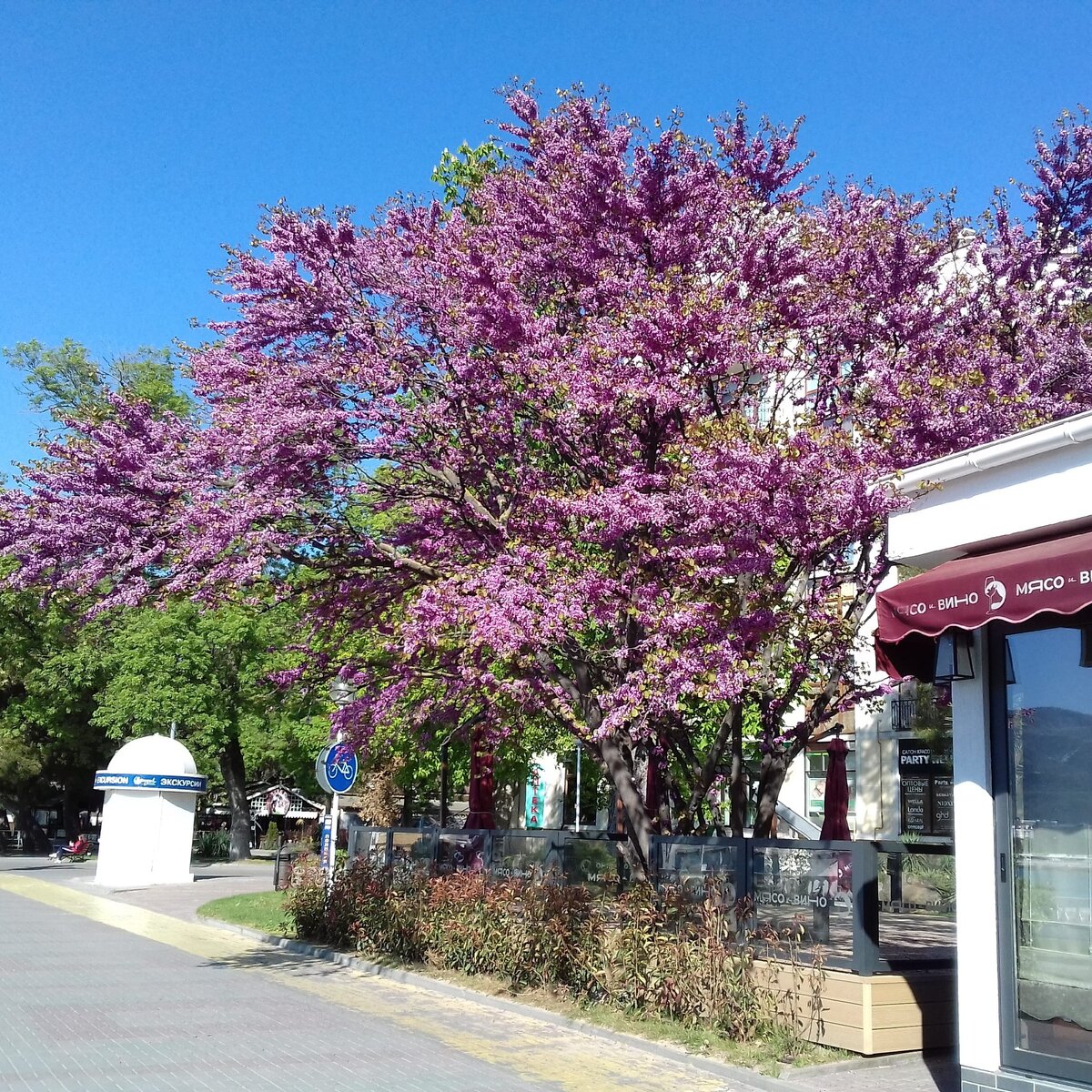 Май в Геленджике.   