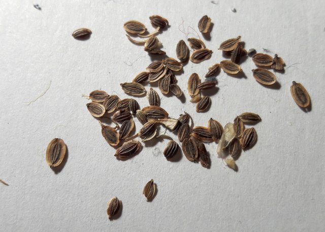 семена укропа