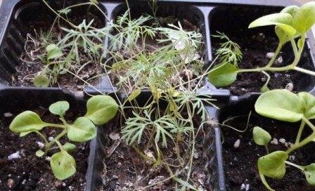 Укропчик, посеянный дочерью