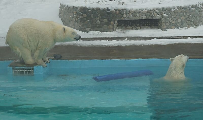 В декабре 2019 года я сделал несколько снимков двух спокойно игравших в вольере зоопарка Удмуртии белых медведей. Кто тогда мог знать, какие планы на их судьбу появятся в голове директора зоопарка Малышевой, и к чему это приведёт. Фото: © тг-канал «Это Щукин»