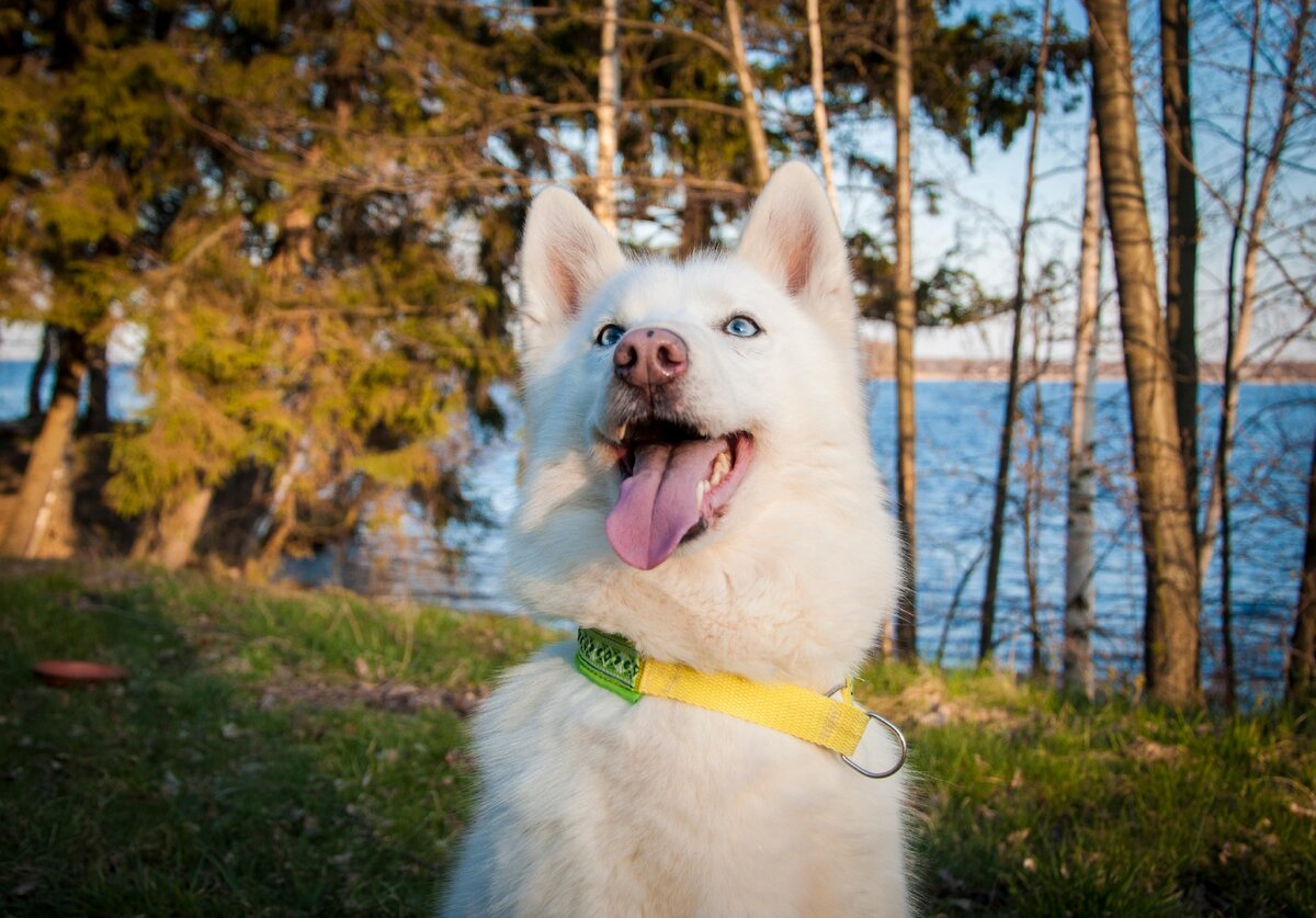 Привет, я Брынза и я обожаю гулять с хозяйкой один-на-один