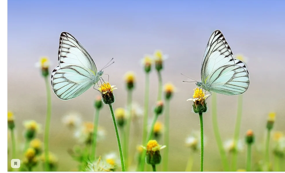 Картинка вот отсюда - https://pixabay.com/ru/photos/бабочка-насекомое-макрос-животных-1127666/. но переделанная.