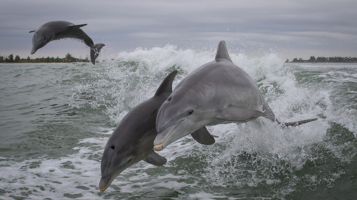 Охота на дельфинов загоном — Википедия