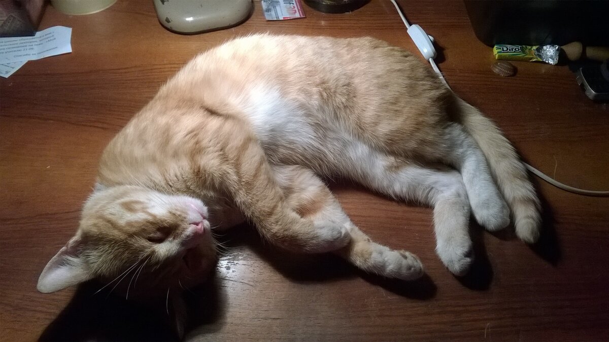 Барсик. Солярий зимой обязателен