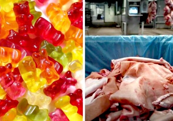 Из чего на самом деле делают желатин