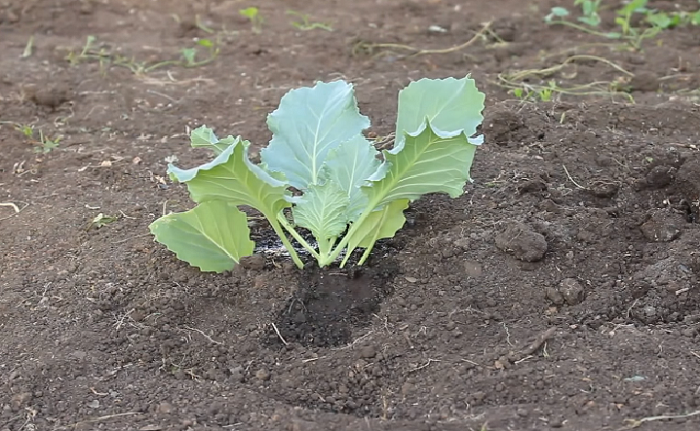 пересадка рассады капусты в открытый грунт