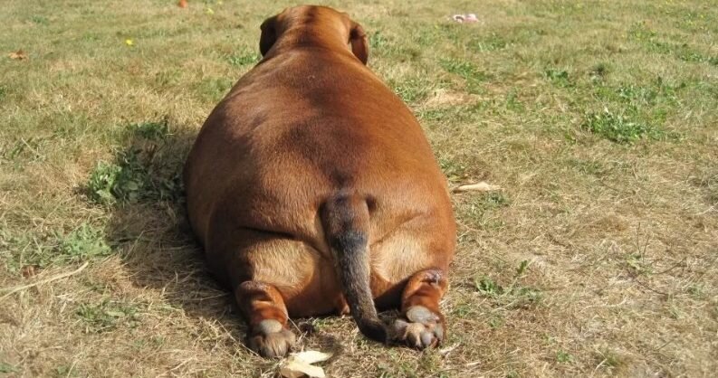 Влияние ожирения на внутренние органы животных: проблемы и последствия