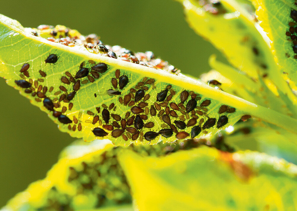 "Энжио" так же помогает от тли, проволочника, других вредителей.