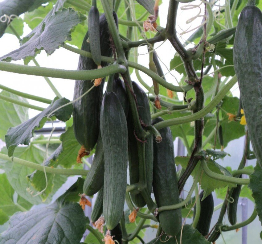 Фото из моего огорода.