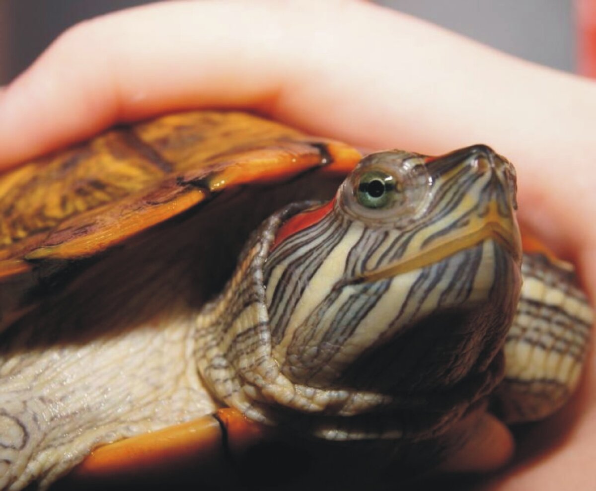 Красноухая черепаха