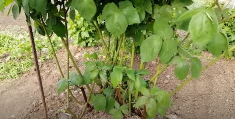 На этом фото я показала, что оставила новые побеги замещения(они зеленого цвета) на будущий год.