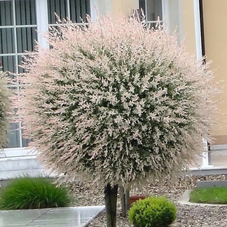 Самые красивые ивы в ландшафтном дизайне