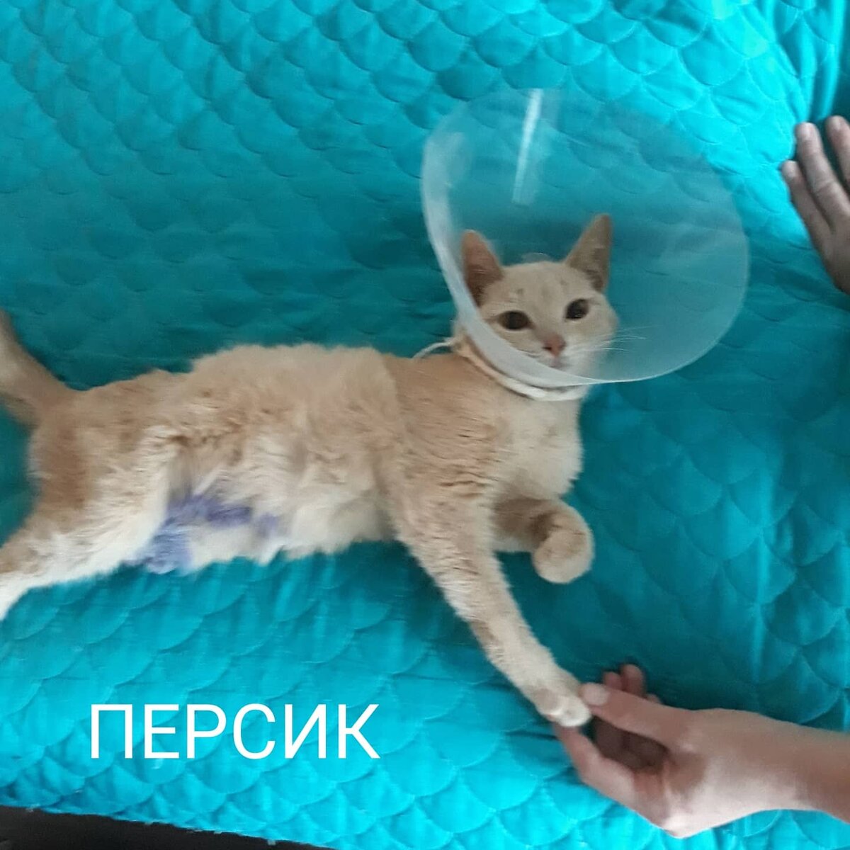Чувствует себя неплохо. Его жизни угрозы нет.
