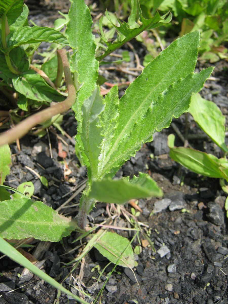 Осот полевой (Sonchus arvensis) - PictureThis