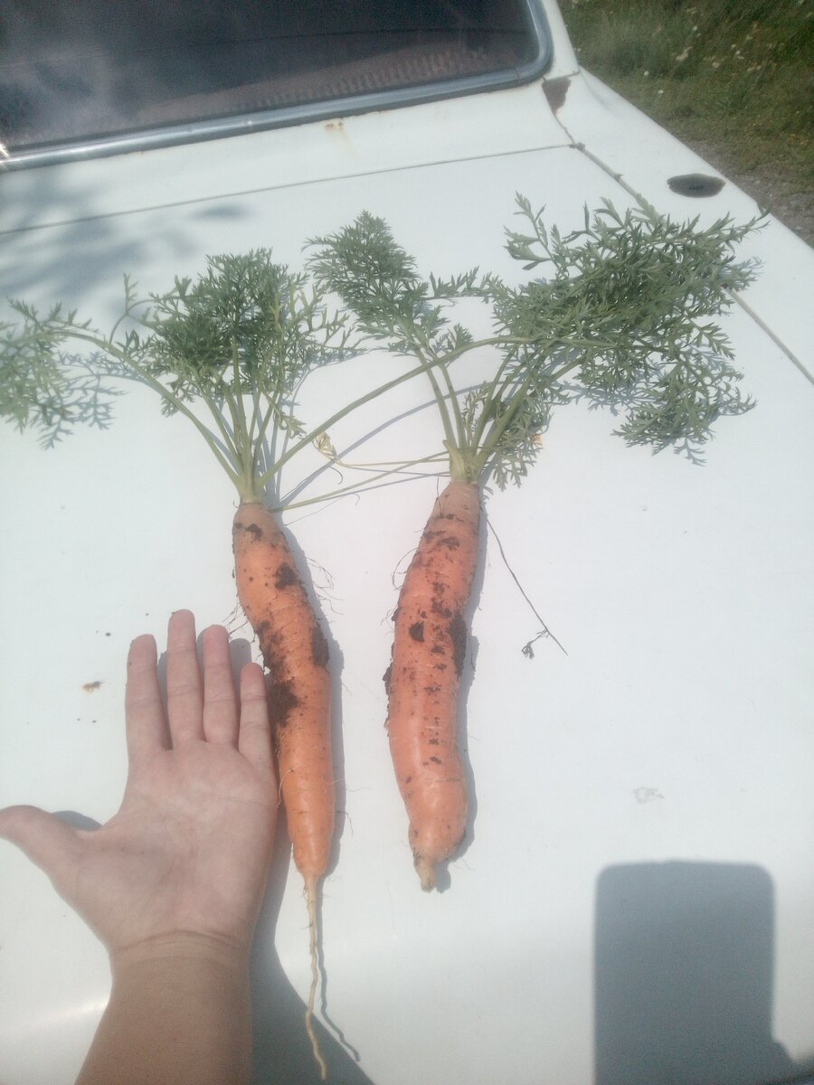 Семена Морковь Самсон лента АЭЛИТА