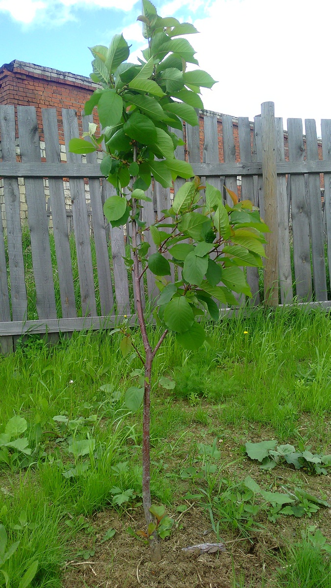 Моя слива, посаженная без всяких камней.
