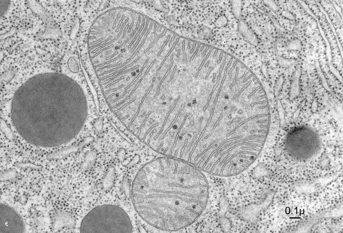 Микрофотографии органоидов клетки
