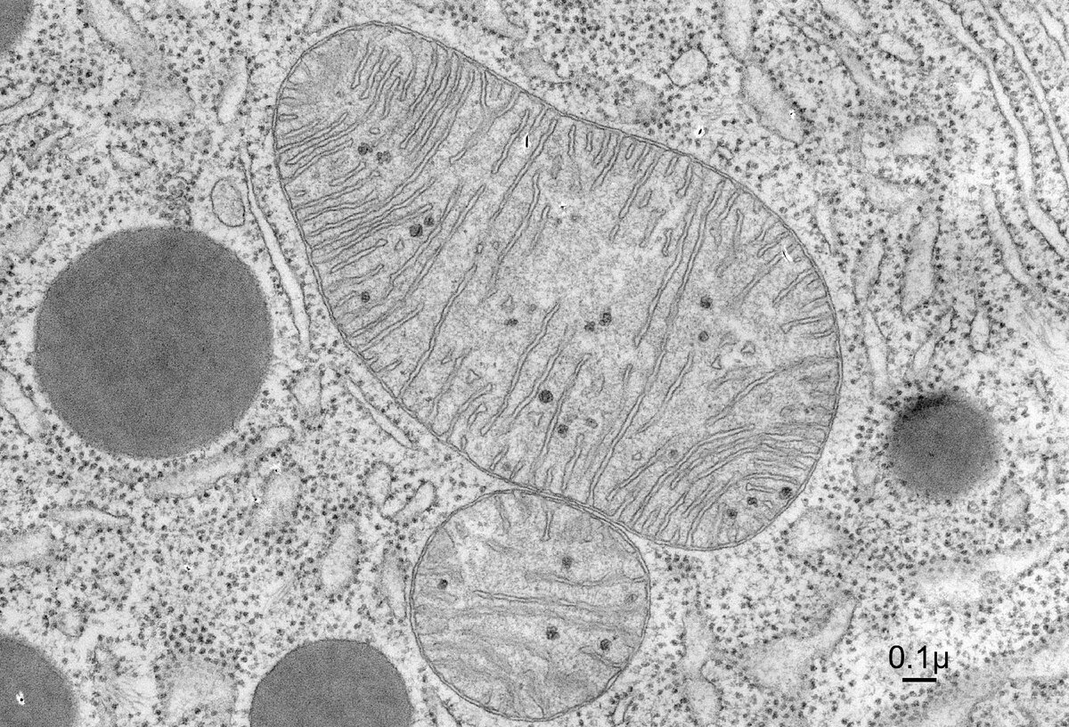 Митохондрии электронная микроскопия