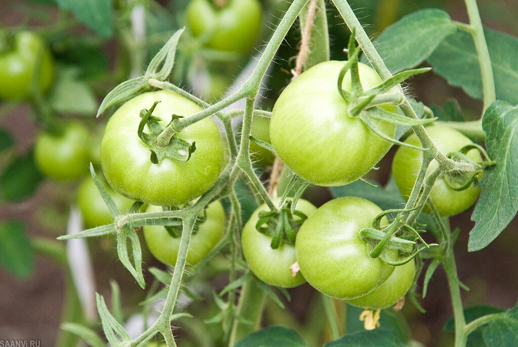 Источник фото: saanvi.ru