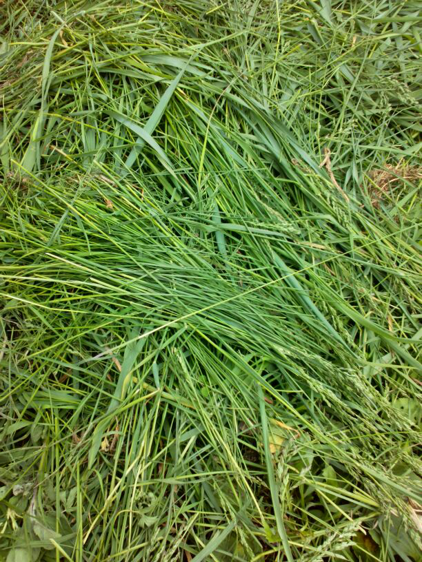 В россии пырей растет повсеместно. Осока трава сорняк пырей. Пырей Луговой. Осока и пырей. Пырей полевой.