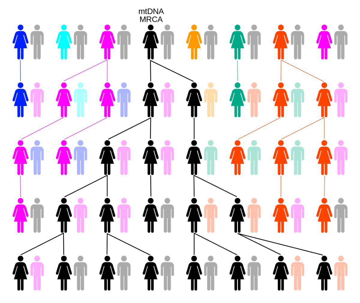 Гипотеза митохондриальной Евы. Схема поколений людей.