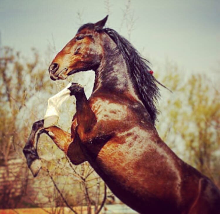 Здоровье лошади в Ваших руках. Фото взято с просторов интернета.