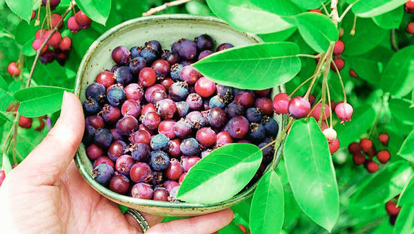 Целебная ягода ирга