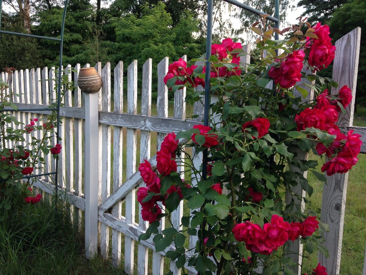 Источник фото: kosarichi.by