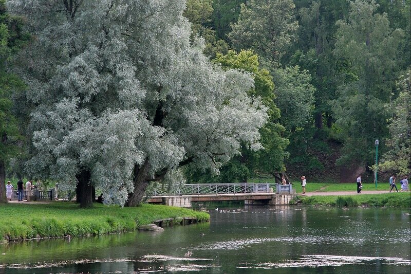 Ива серебристая. Фото с https://zpitomnik.ru/images/2_listvennie/iva/serebristaya_3.jpg