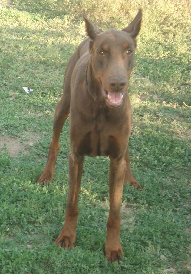 Вот такой был Вальтер... Он ушел из жизни осенью 2016 в 9 лет своей жизни. Личный архив. 