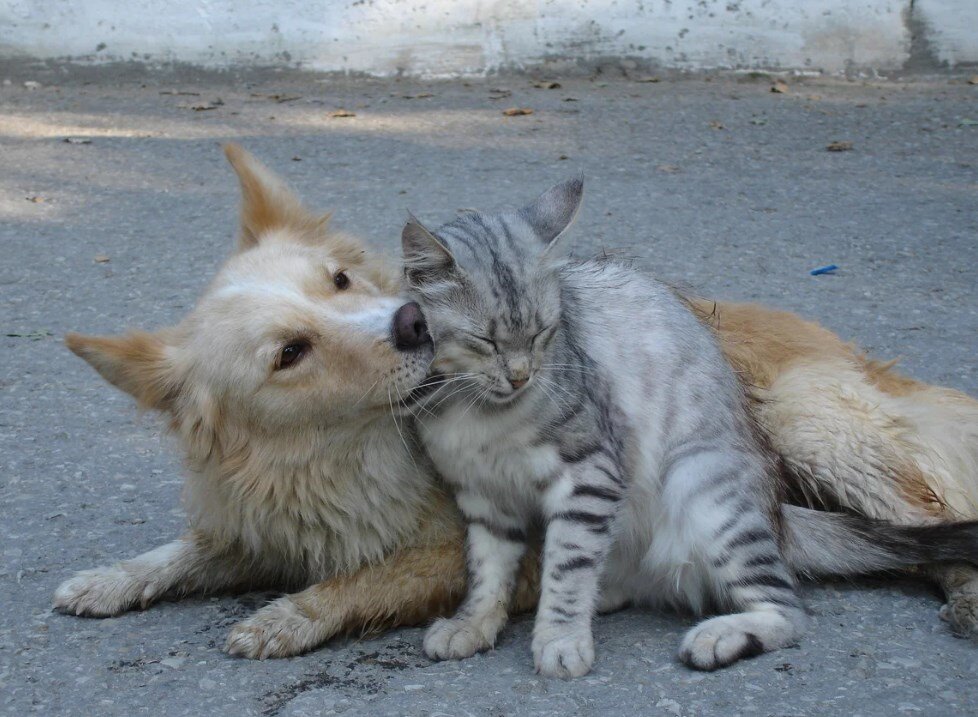 Человек и кошка вместе. Кошка и собака друзья. Дружба кошки и собаки. Собака с кошкой дружат. Собака и кошка вместе.