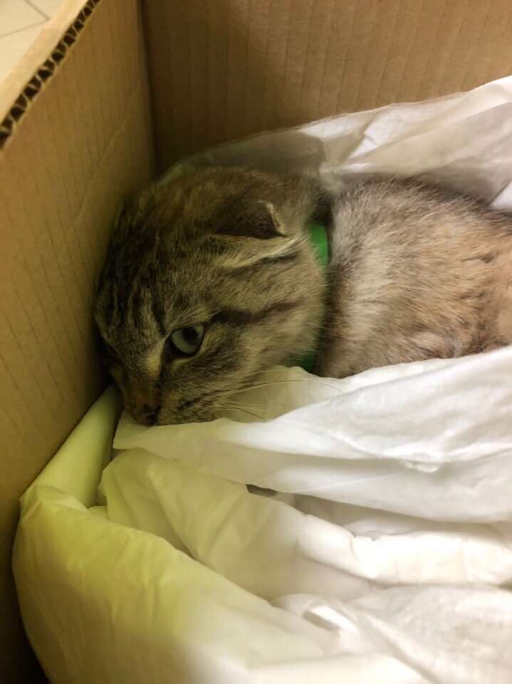 В клинике, первый день спасения