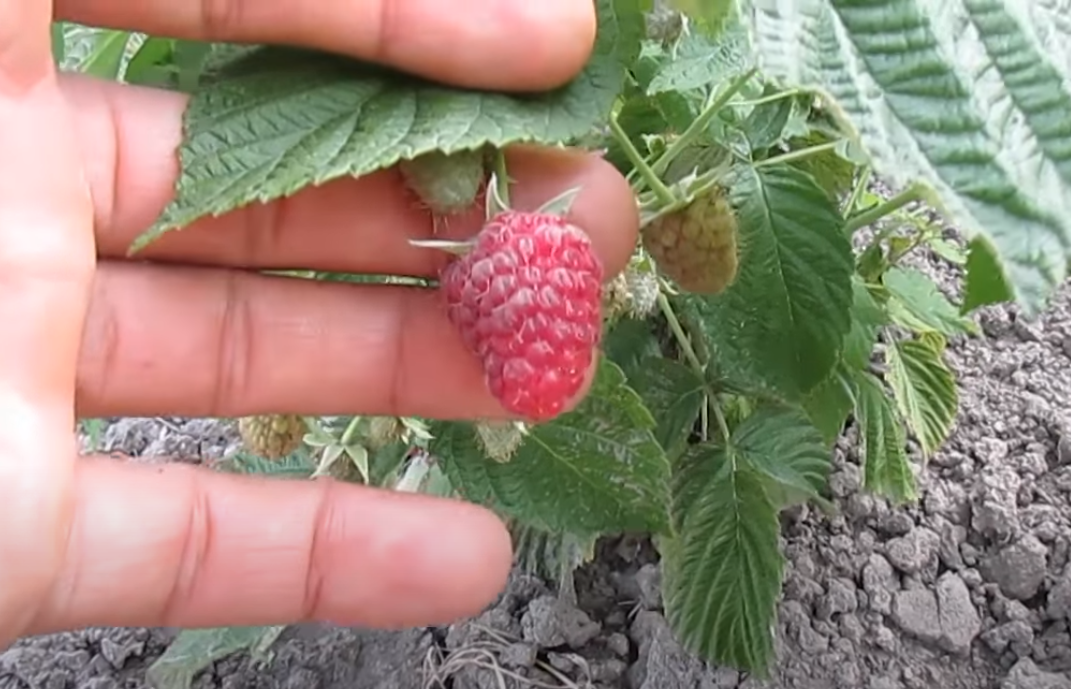 Солнечные ожоги на ремонтантной малине Джоан Джей (Joan J) / Ютуб канал: Богдан Рибак