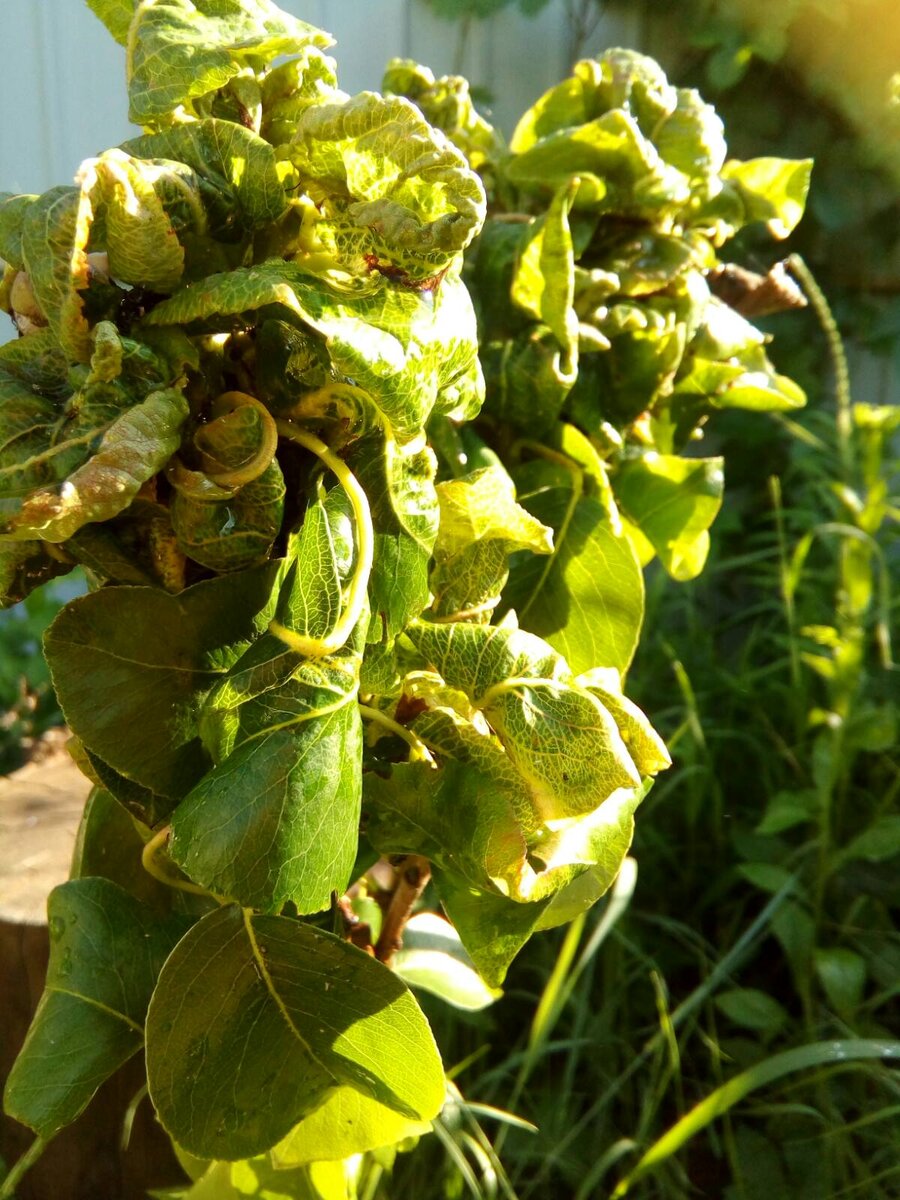 Фото сделала автор канала 