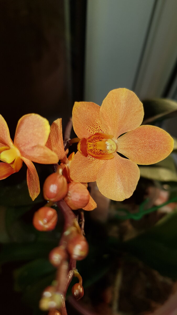 Орхидея Ирен Добкин: описание сорта, характеристики, особенности посадки и выращивания, отзывы - садоводство и флористика