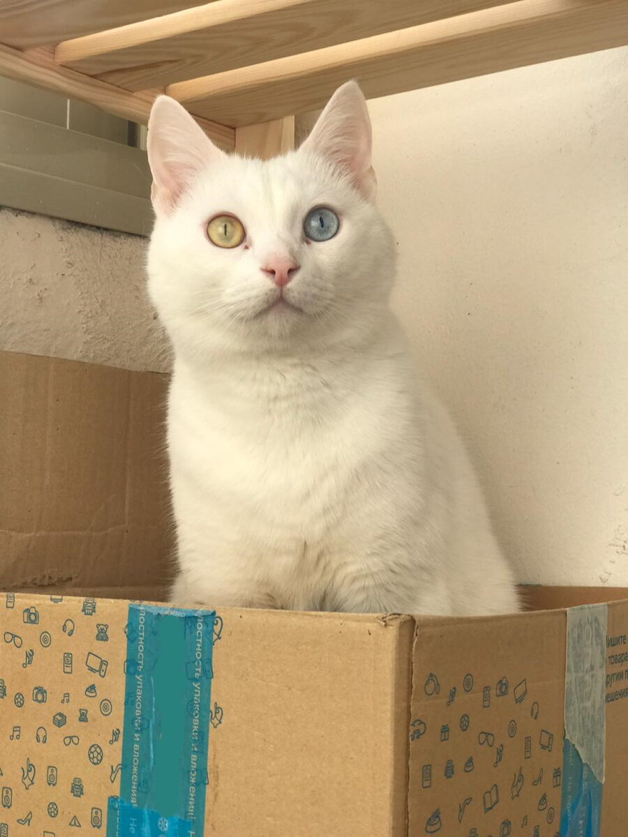 Домиком для скромной кошки может стать обычная картонная коробка