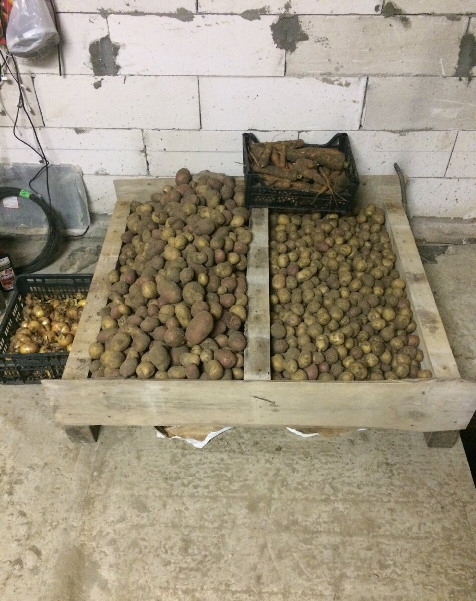 наш первый скромный урожай