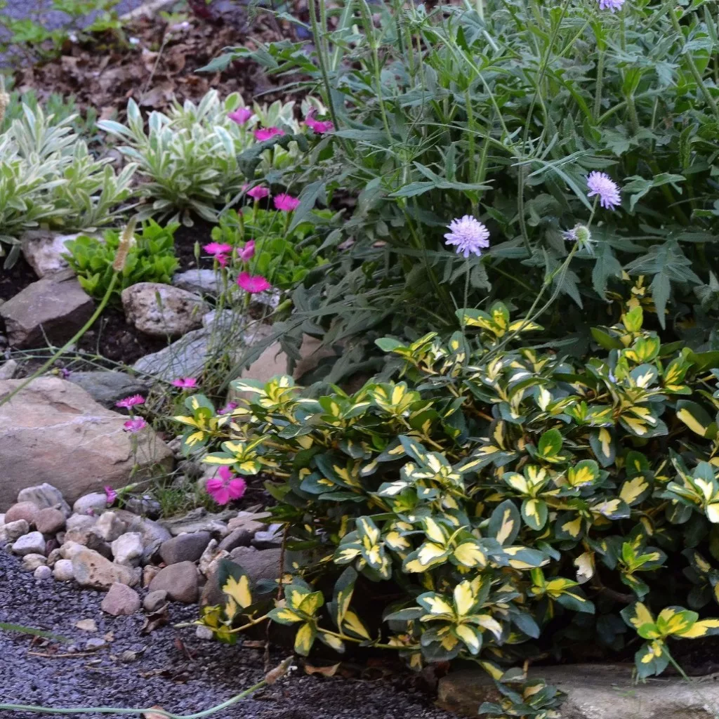 Euonymus fortunei Emerald 'n' Gold Shrubs, Trellis plants, Golden euonymus