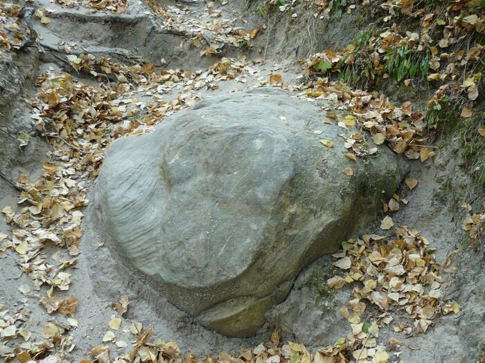 Фото взяты с https://bloknot-voronezh.ru/ 