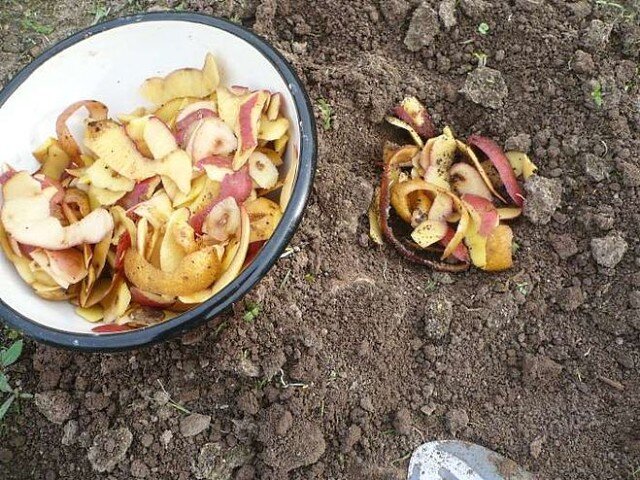 Очистки картофеля - чудо подкормка для всех культур. Рассказываю пошаговый Рецепт применения, которым пользуюсь уже…