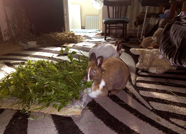 Принцесса Нулия завтракает. 