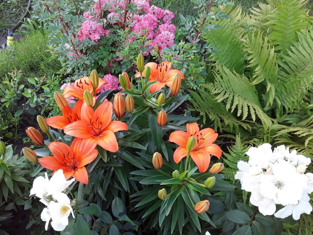 Роза мускусный гибрид, сорт Sally Holmes , низкорослая азиатская лилия сорт Orange Pixie на фоне почвопокровной розы, сорт Ferdy