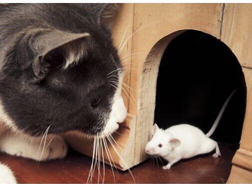 Заведите кота