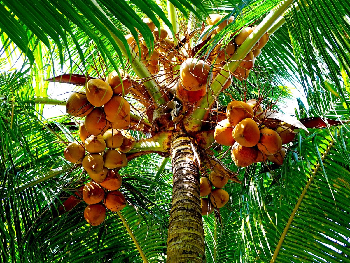 Фото автора cegoh: Pixabay