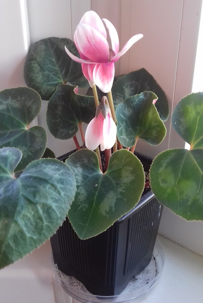 цветение цикламена