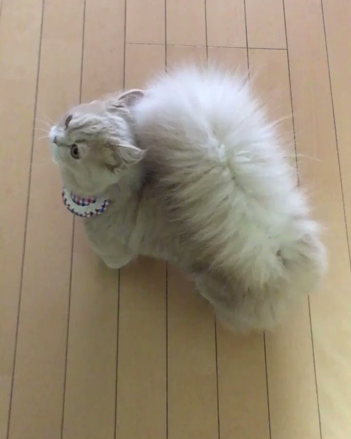 Кошка с беличьим хвостом фото