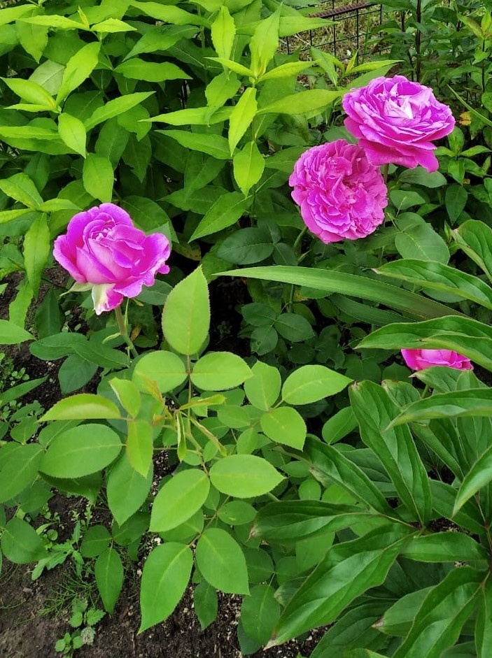 бабушкины цветы