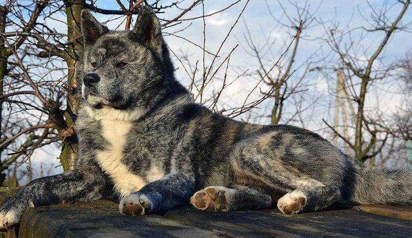 Акита-ину (англ. Akita-inu, япон. 秋田犬) — это порода собак родом из северных регионов Японии.-2