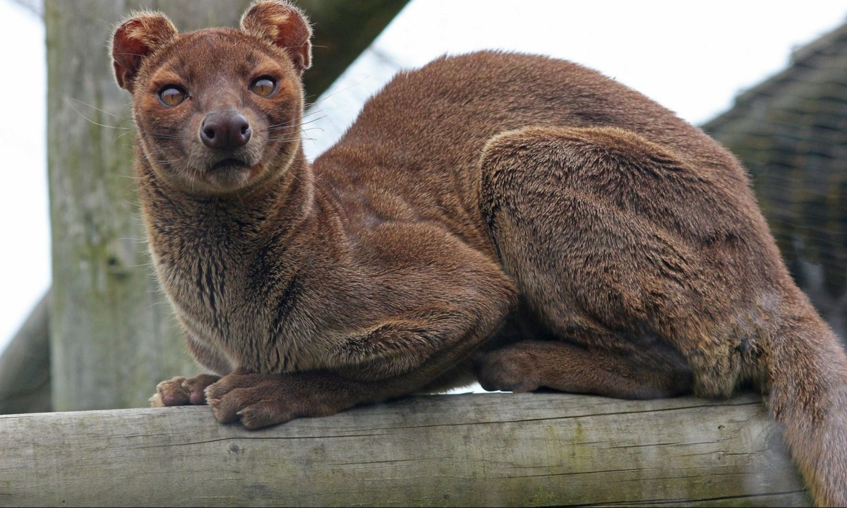 Territory animals. Фосса(мадагаскарский Лев). Мадагаскар. Хищник Фосса.. Мадагаскарский хищник Фосса. Фосса эндемики Мадагаскара.